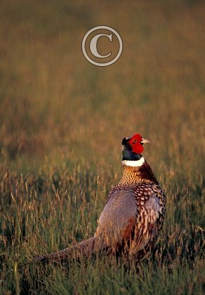 Cock Pheasant DM0532